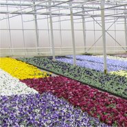 VROEGE VOORJAAR (februari/maart)