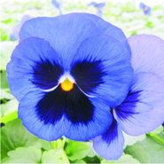 Grootbloemige violen