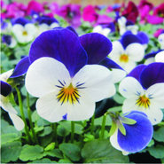 Kleinbloemige violen