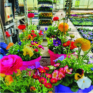 Overige vroege voorjaarsplanten