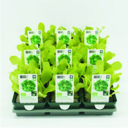 Groenteplanten (6-pack)