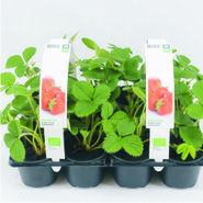 Groenteplanten (overig)