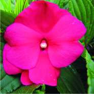 Impatiens NW Guinea