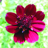 Diversen (15 cm pot)