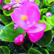 Zaai-perkgoed (9 cm pot)