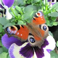 Grootbloemige violen