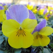 Kleinbloemige violen