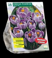 Krokus (crocus)