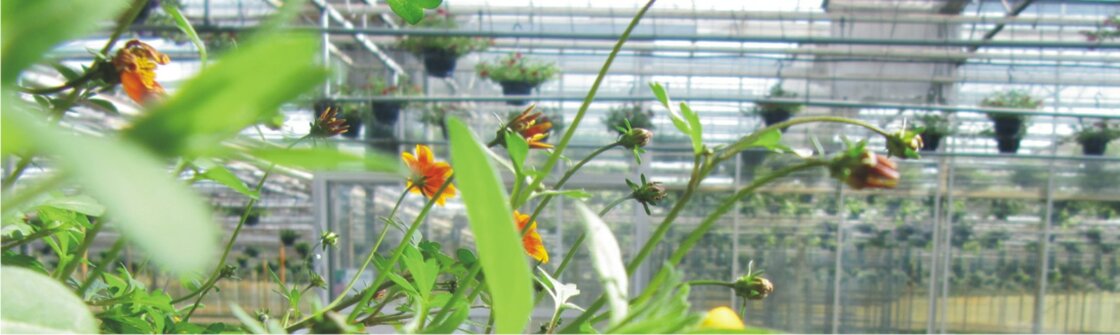 VOORJAAR (april t/m juni)