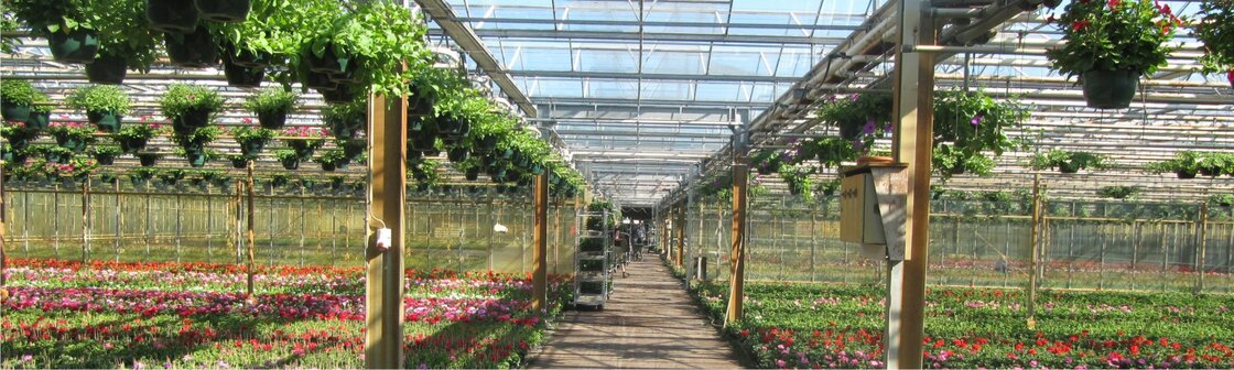 ÉÉNJARIG PERKGOED UIT EIGEN KWEKERIJ