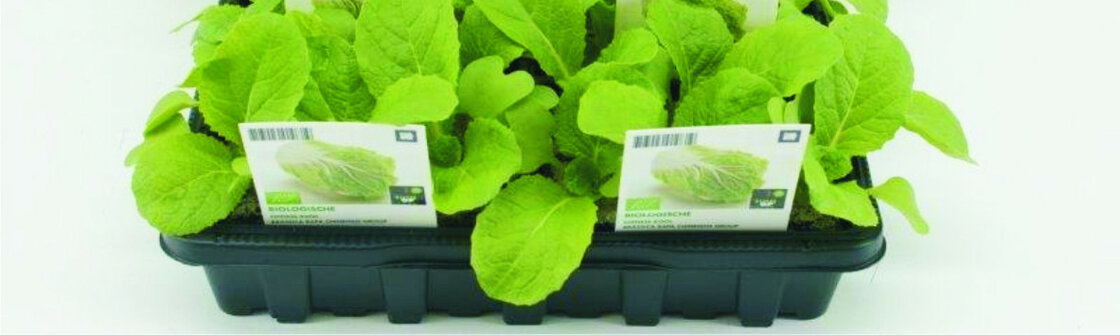 Groenteplanten (6-pack)