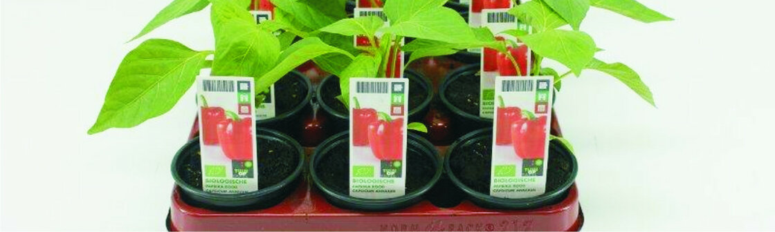 Groenteplanten (overig)