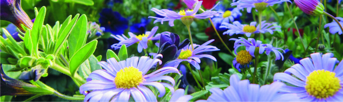 Diversen (12 cm pot)