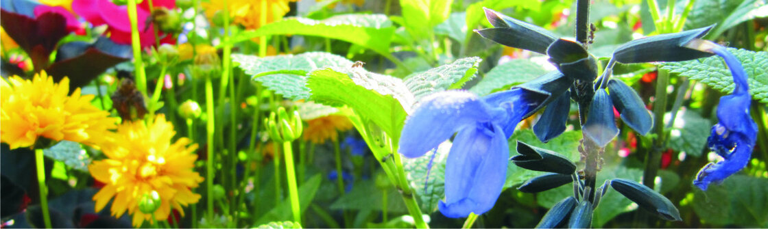 Diversen (15 cm pot)