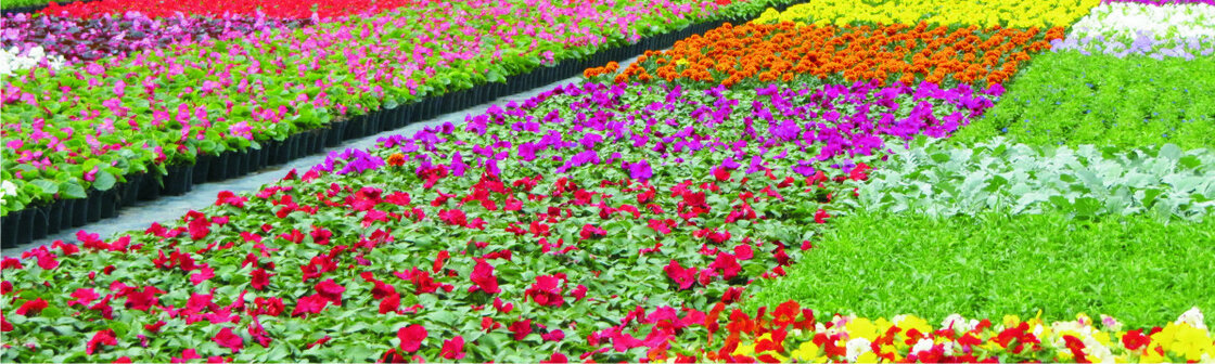 Zaai-perkgoed (9 cm pot)