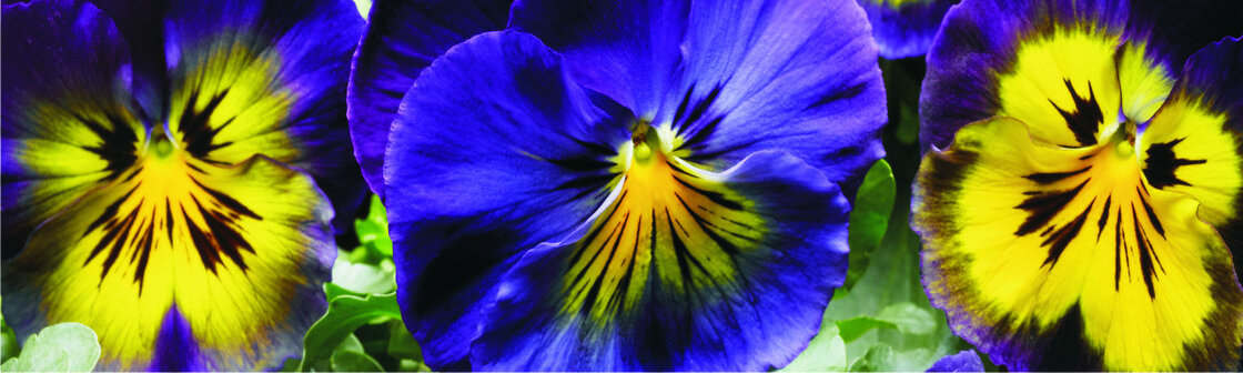 Grootbloemige violen