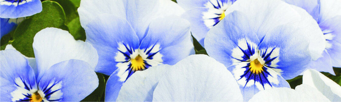 Kleinbloemige violen