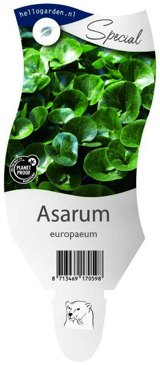 Asarum europaeum