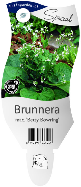 Brunnera macrophylla &#039;Betty Bowring&#039;