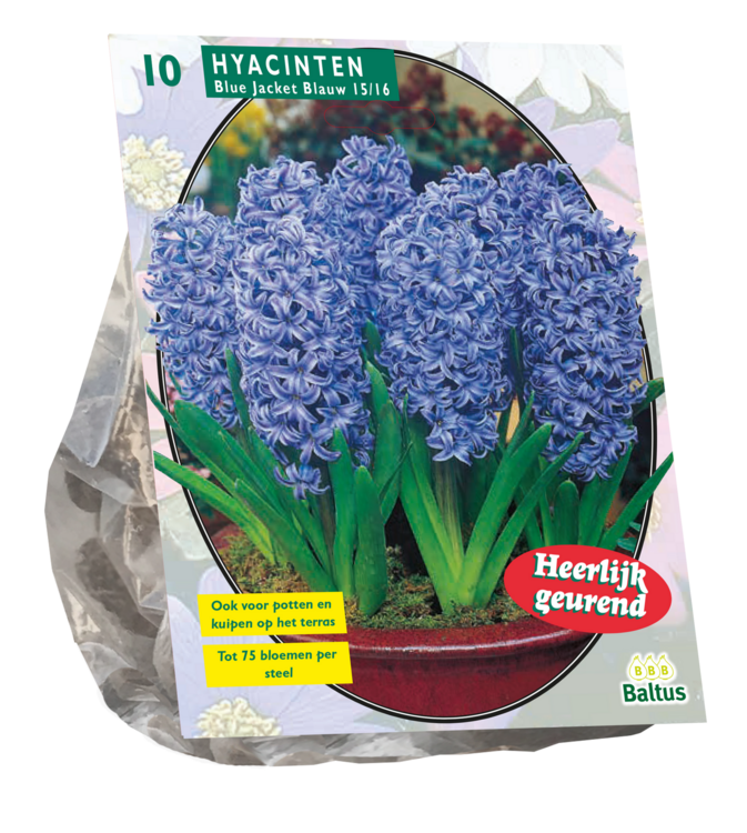 Hyacinthus, Blue Jacket