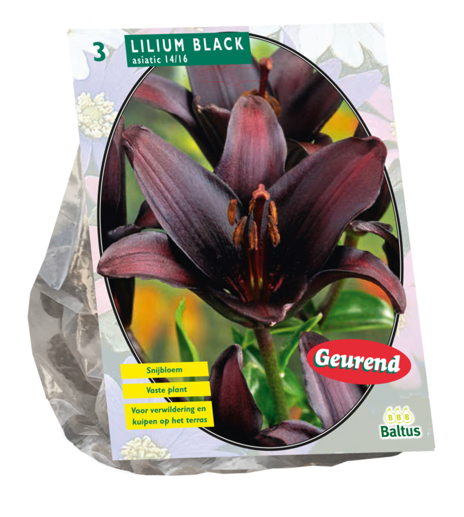 Lillium, Black