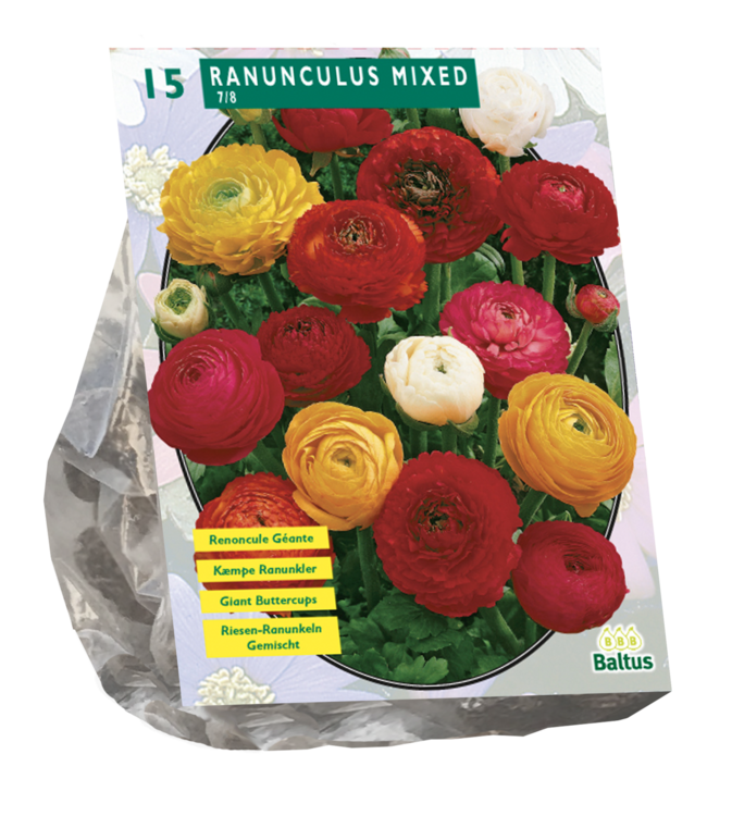 Ranunculus, mix