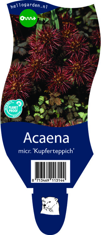 Acaena microphylla &#039;Kupferteppich&#039;