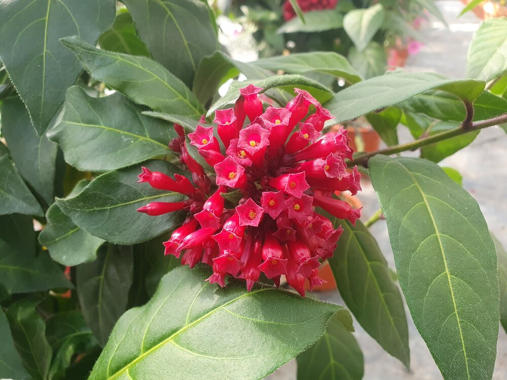 Cestrum rood (19 cm pot)