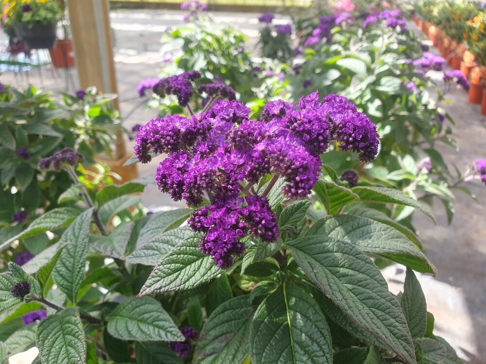 Heliotropium blauw (19 cm pot)