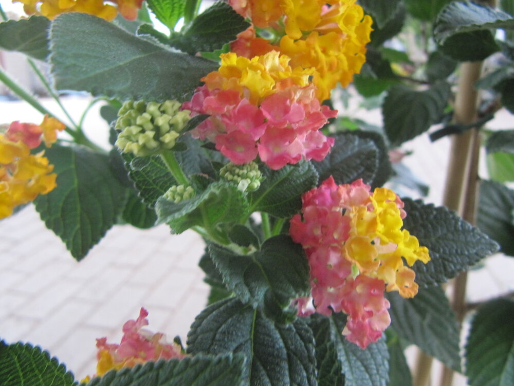 Lantana  (19 cm pot)