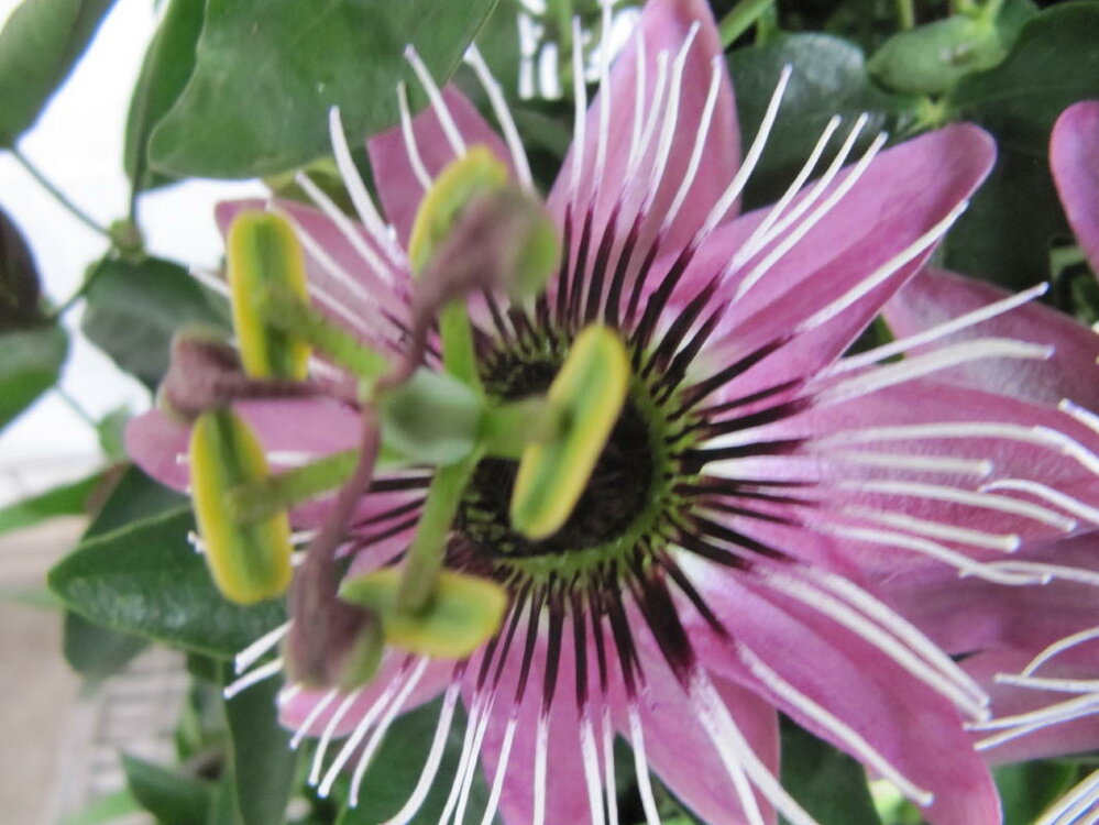 Passiflora  - paars (19 cm pot)
