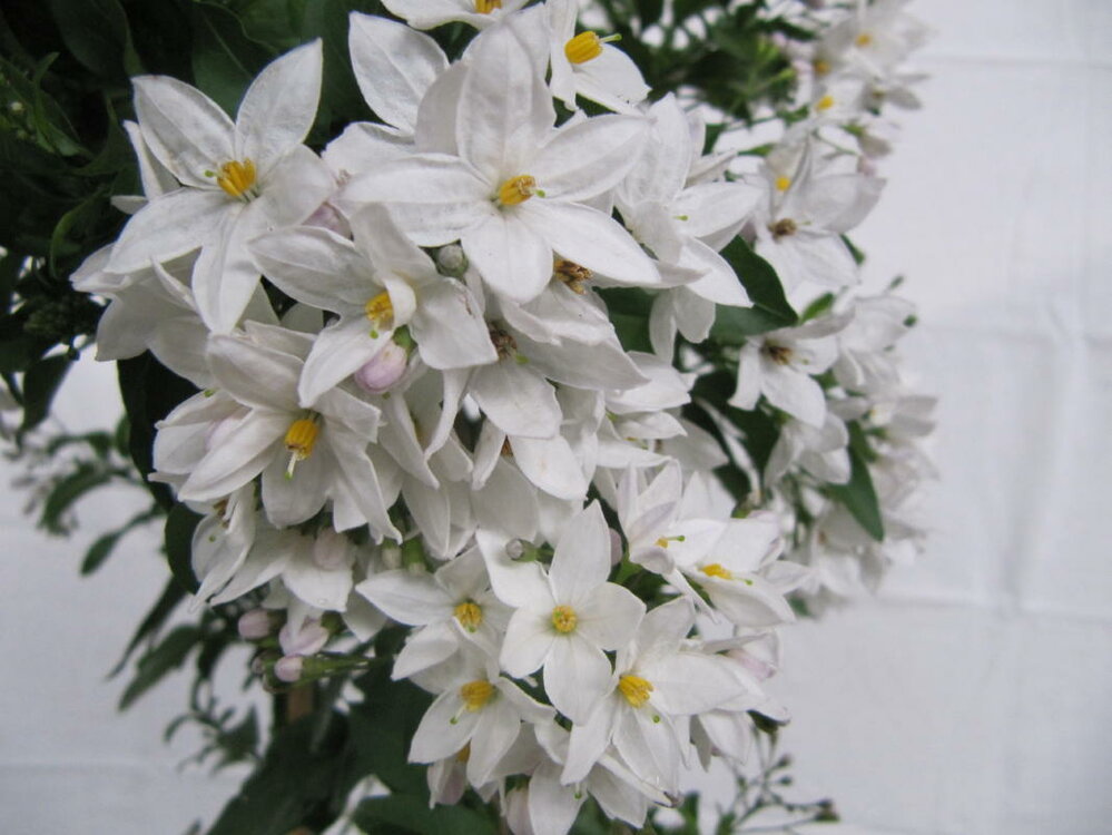 Solanum jasminoides (19 cm pot)