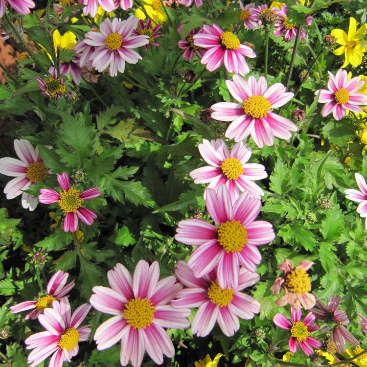 Bidens - roze met wit