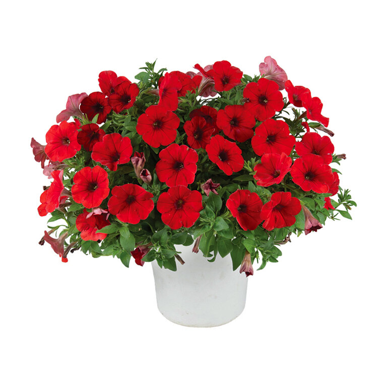 Compact - rood