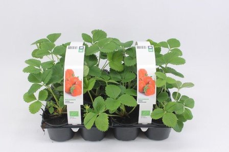 Aardbei Ostara - doordragend (6-pack) BIO