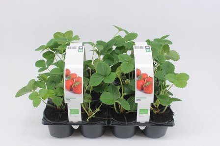 Aardbei Salsa - laat (6-pack) BIO