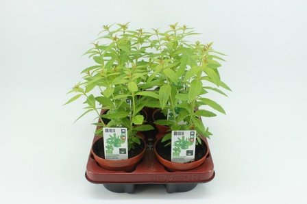 Citroenverbena (12 cm) BIO