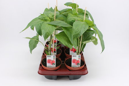 Paprika, Rood (12 cm) BIO