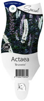 Actaea &#039;Brunette&#039;