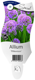 Allium &#039;Millennium&#039;