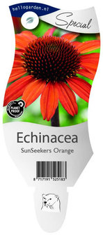 Echinacea Sunseekers Orange