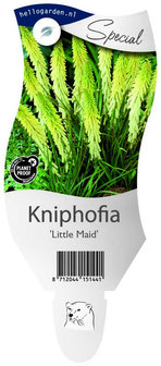 Kniphofia &#039;Little Maid&#039;
