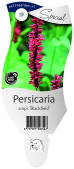 Persicaria amplexicaulis &#039;Blackfield&#039;
