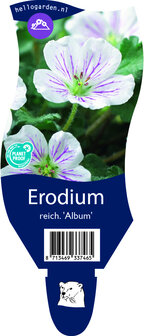 Erodium reichardii &#039;Album&#039;