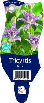 Tricyrtis hirta