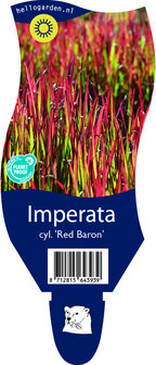 Imperata cylindrica &#039;Red Baron&#039;