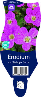 Erodium variabile &#039;Bishop&#039;s Form&#039;
