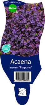 Acaena inermis &#039;Purpurea&#039;