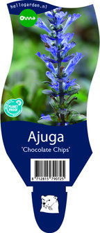Ajuga &#039;Chocolate Chips&#039;