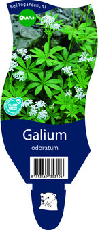 Galium odoratum